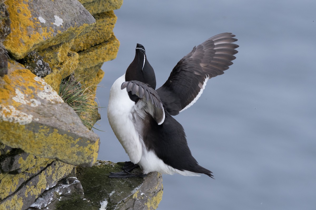 Razorbill - ML622677391
