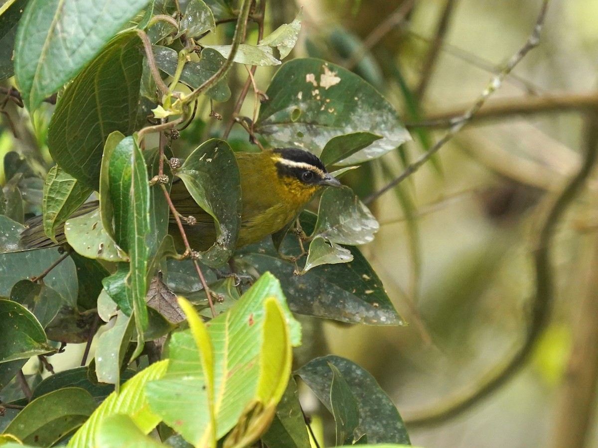 Black-capped Hemispingus - ML622677428