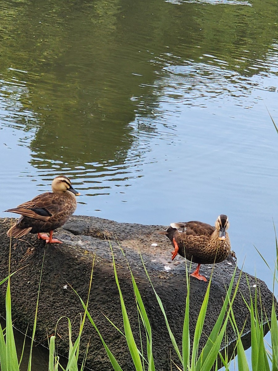 Eastern Spot-billed Duck - Jon Hills