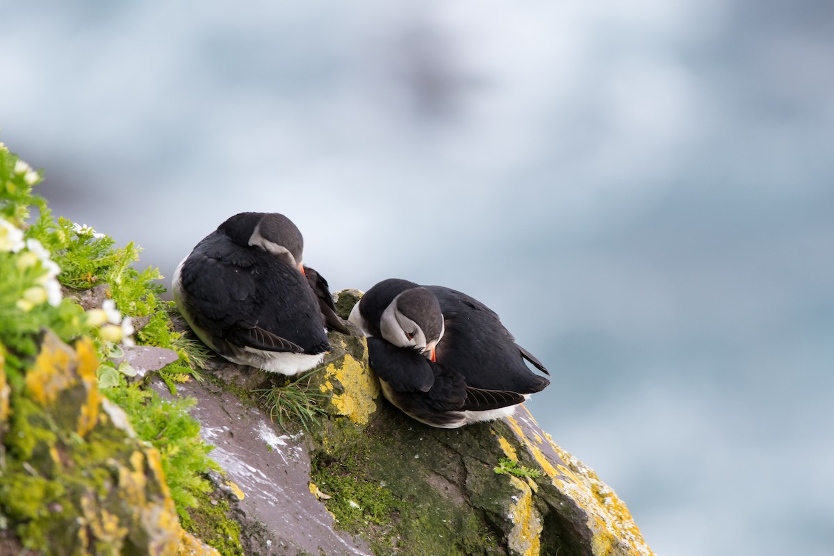 Atlantic Puffin - ML622677441