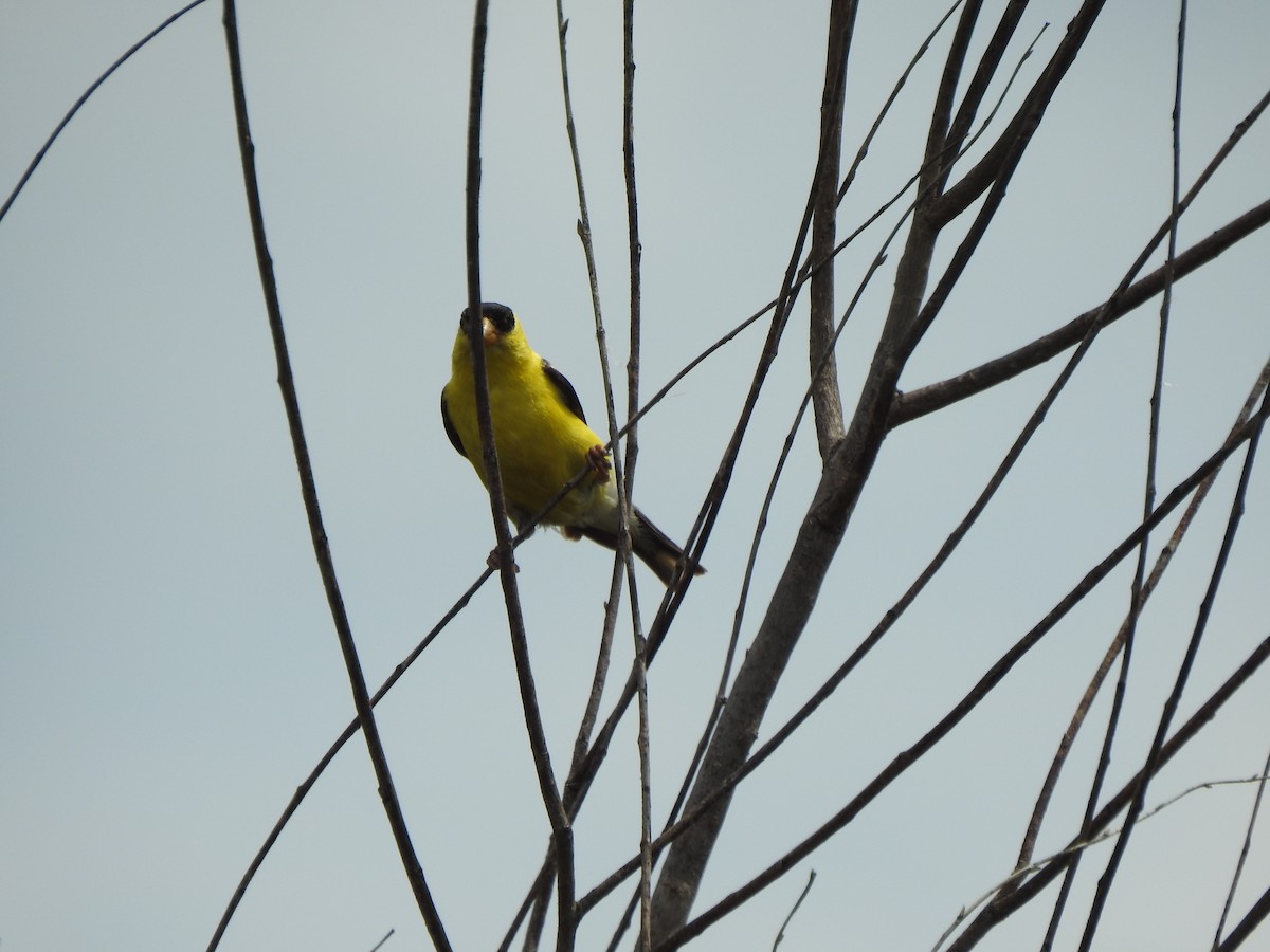 American Goldfinch - Ron Marek