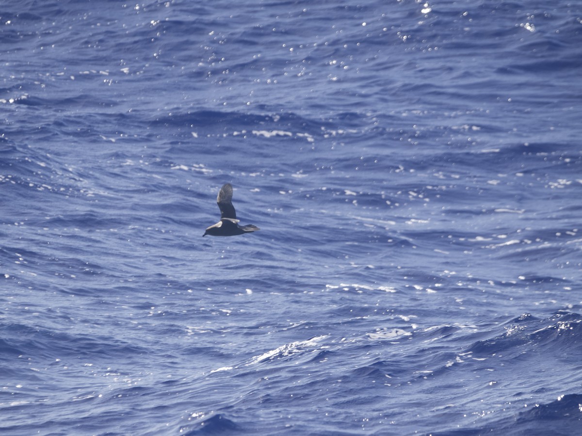 Murphy's Petrel - ML622677460