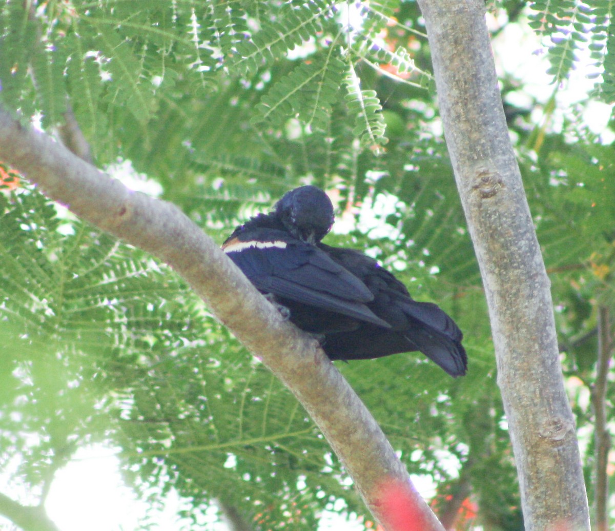 Tawny-shouldered Blackbird - Serguei Alexander López Perez