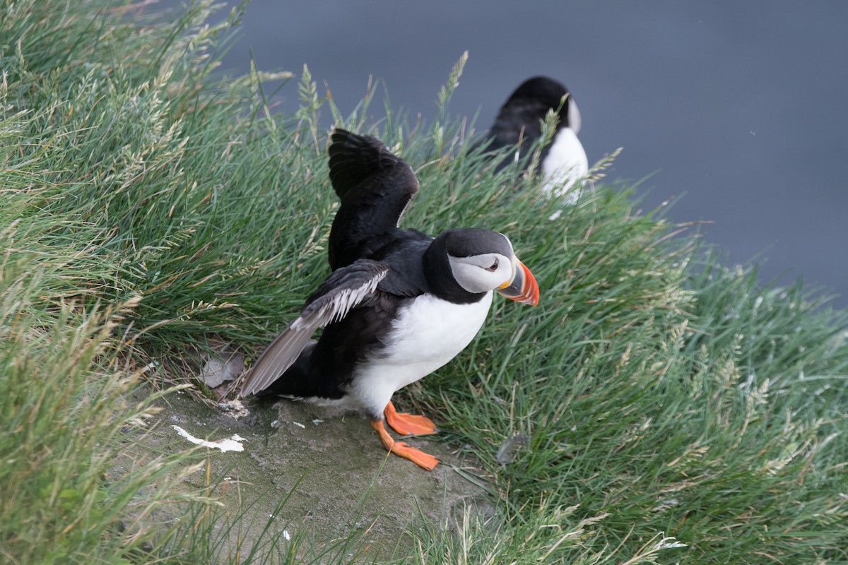 Atlantic Puffin - ML622677484