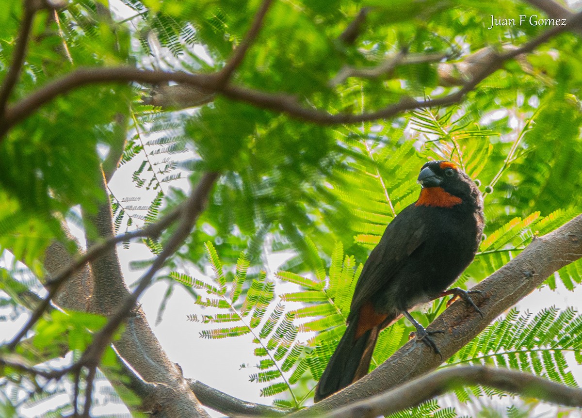 Greater Antillean Bullfinch - ML622677498