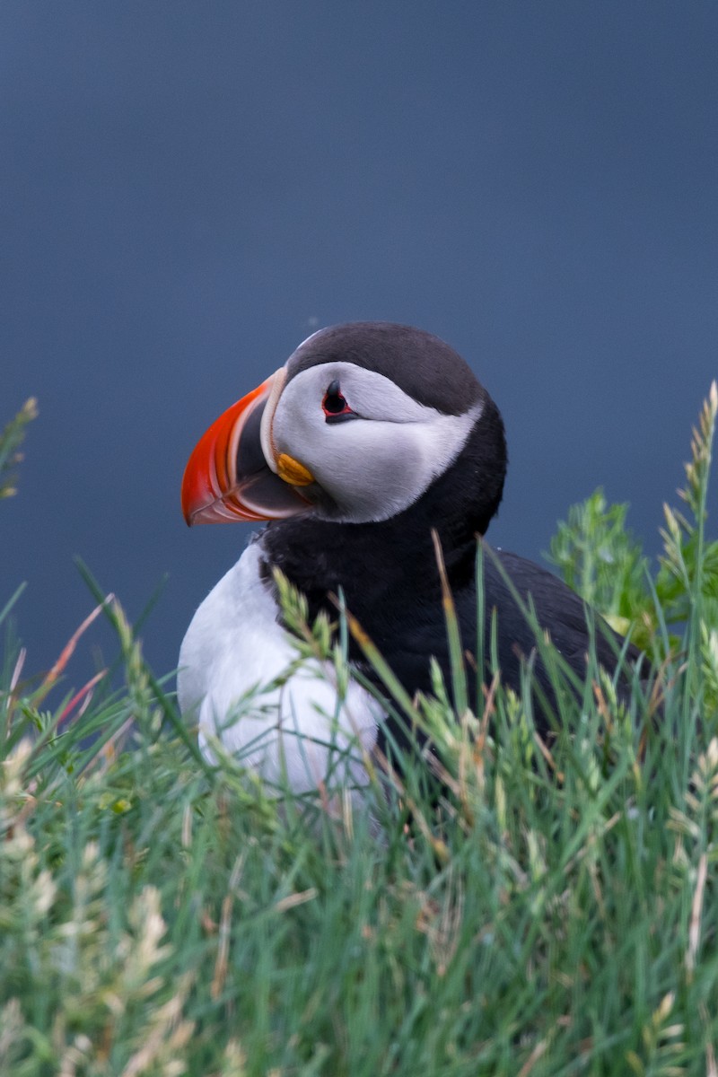 Atlantic Puffin - ML622677542