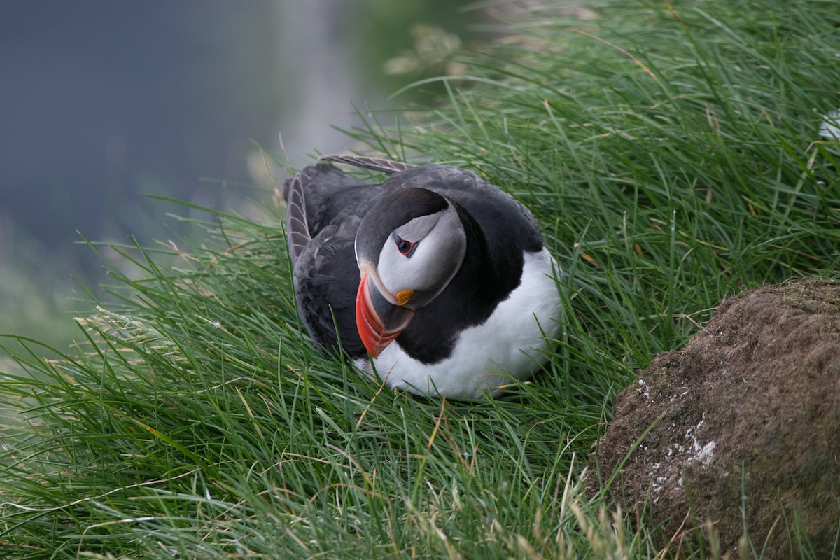 Atlantic Puffin - ML622677543