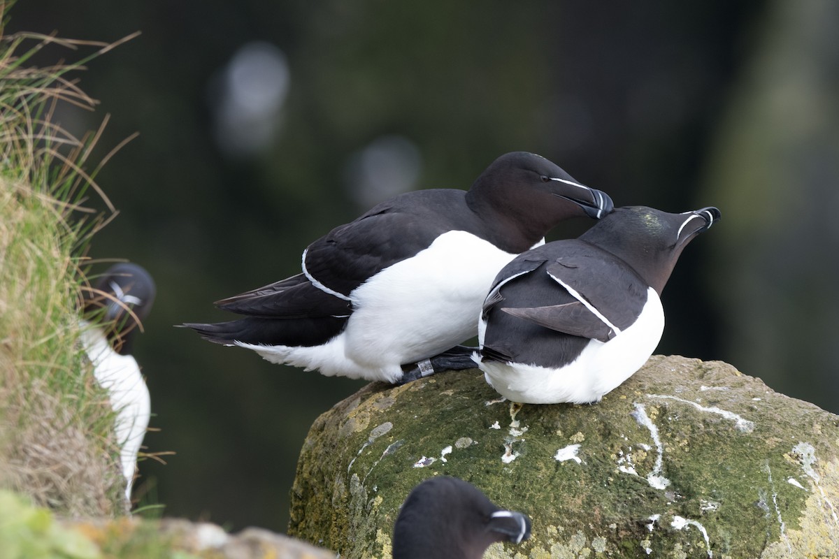 Razorbill - ML622677593