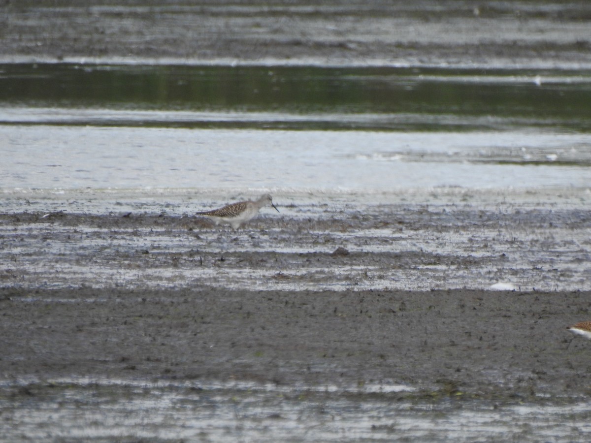 gulbeinsnipe - ML622677656