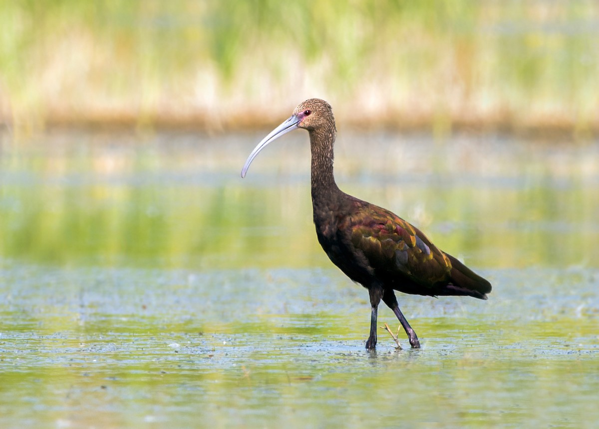 White-faced Ibis - ML622677666