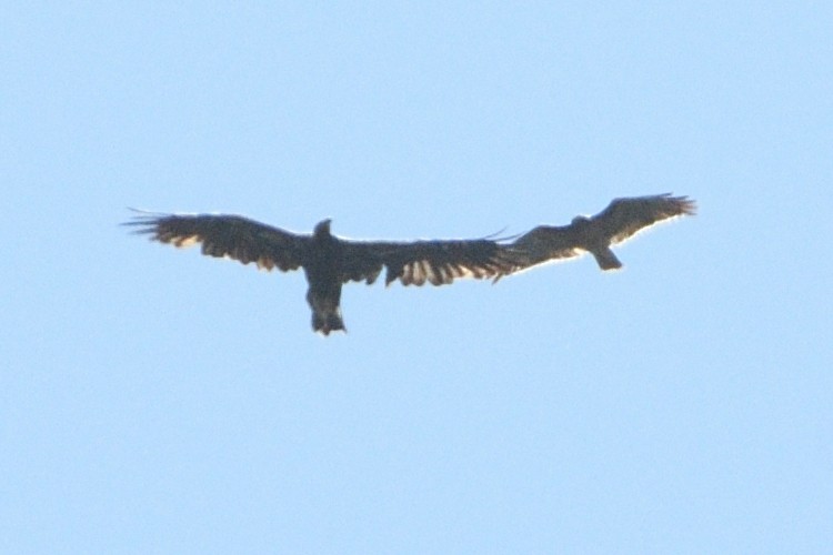 Golden/Bald Eagle - ML622677672