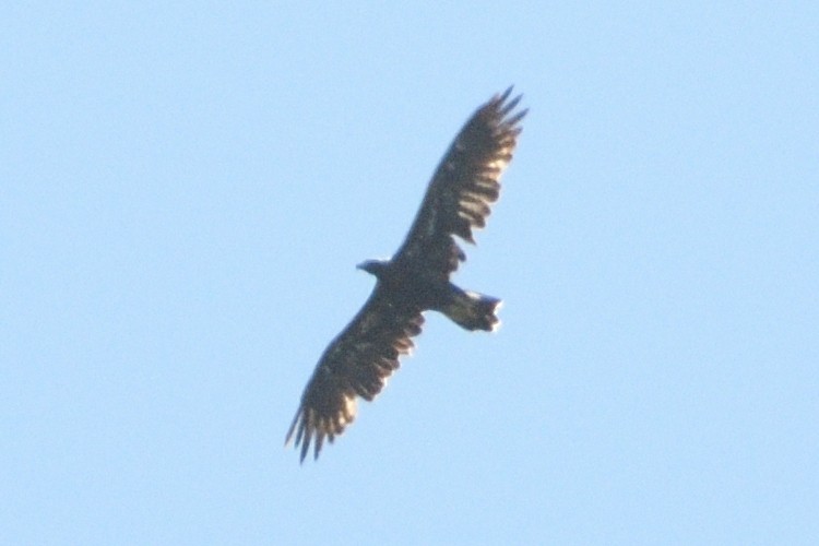 Golden/Bald Eagle - ML622677673