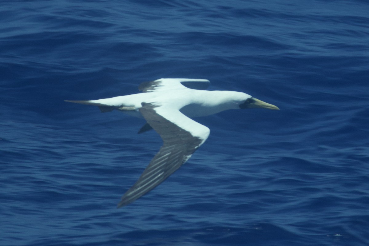 Masked Booby - Alyssa Bueno