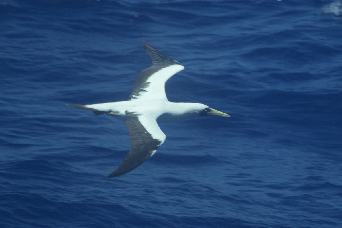 Masked Booby - Alyssa Bueno