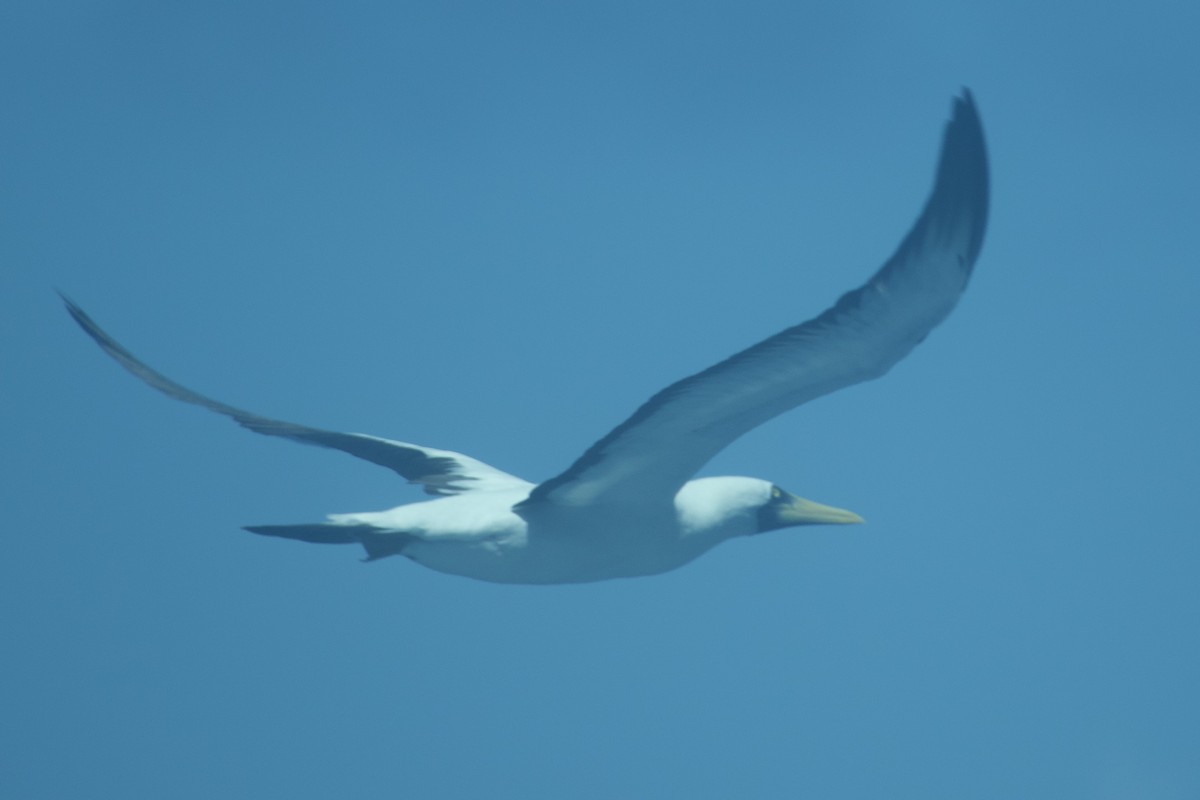 Masked Booby - Alyssa Bueno