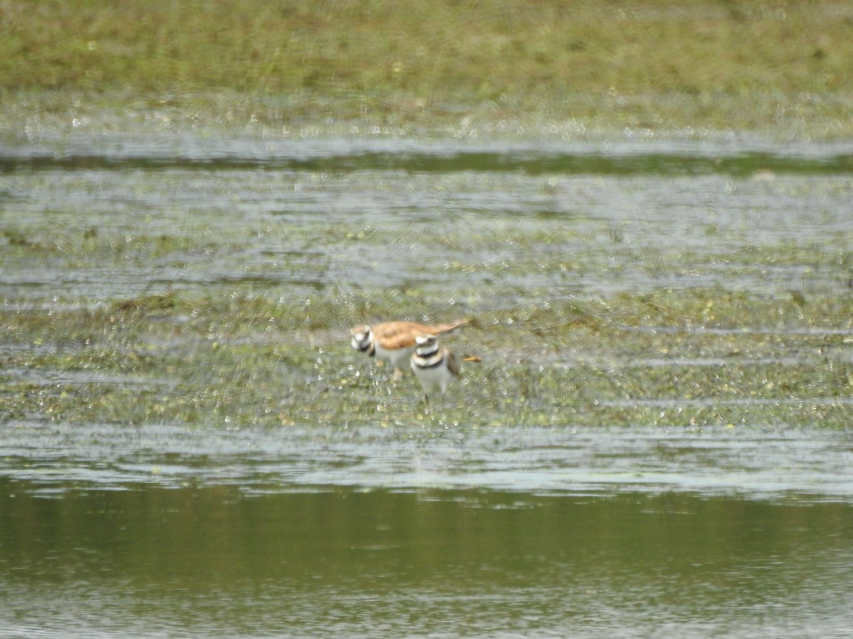 Killdeer - ML622677693