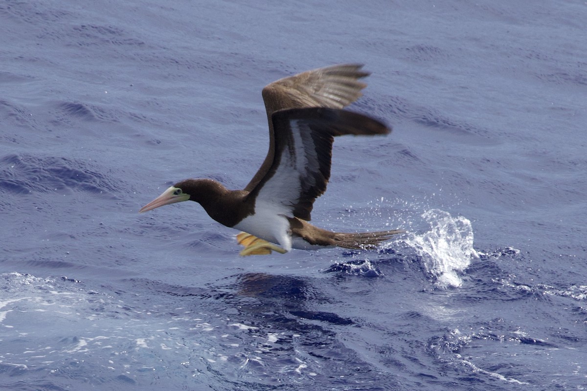 白腹鰹鳥 - ML622677699