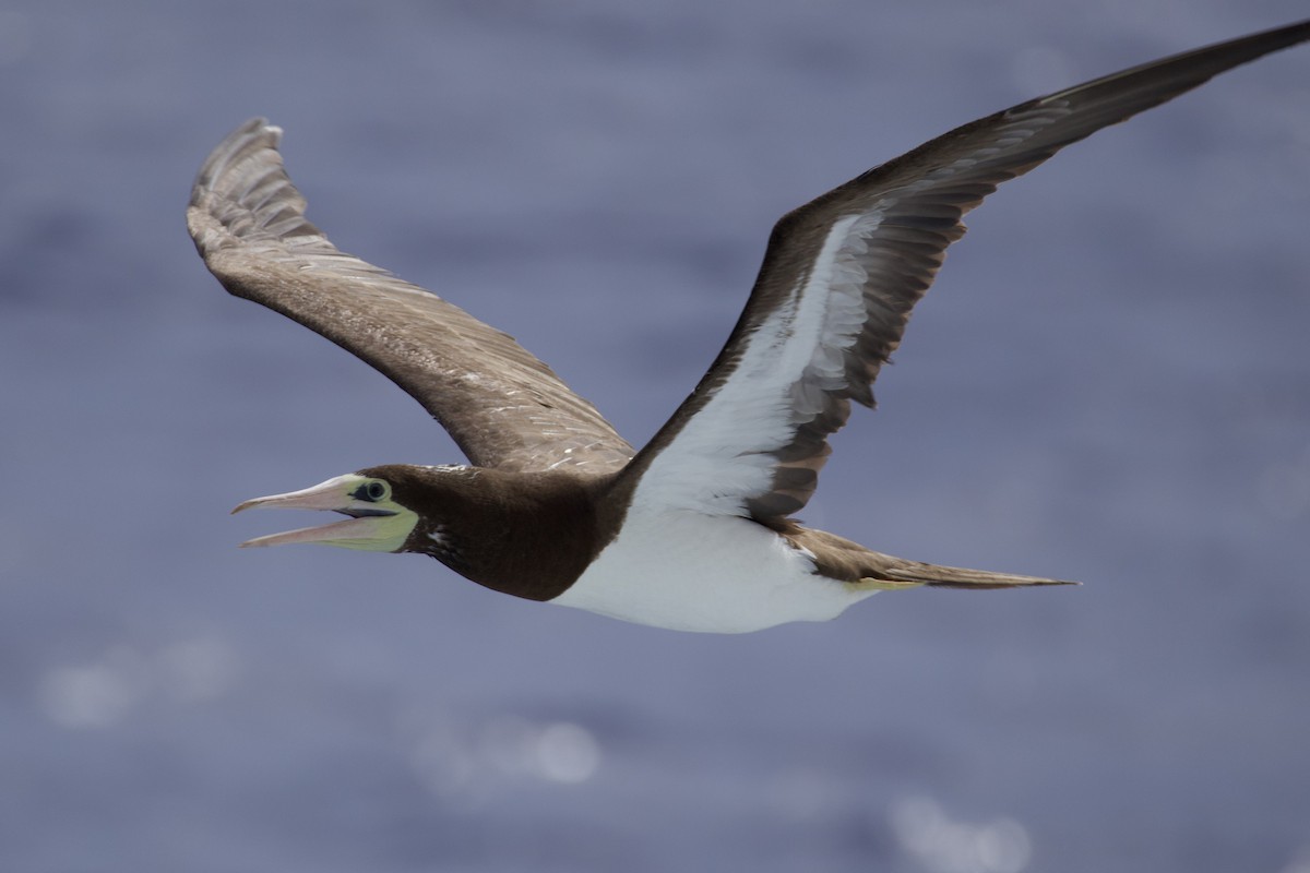 白腹鰹鳥 - ML622677700