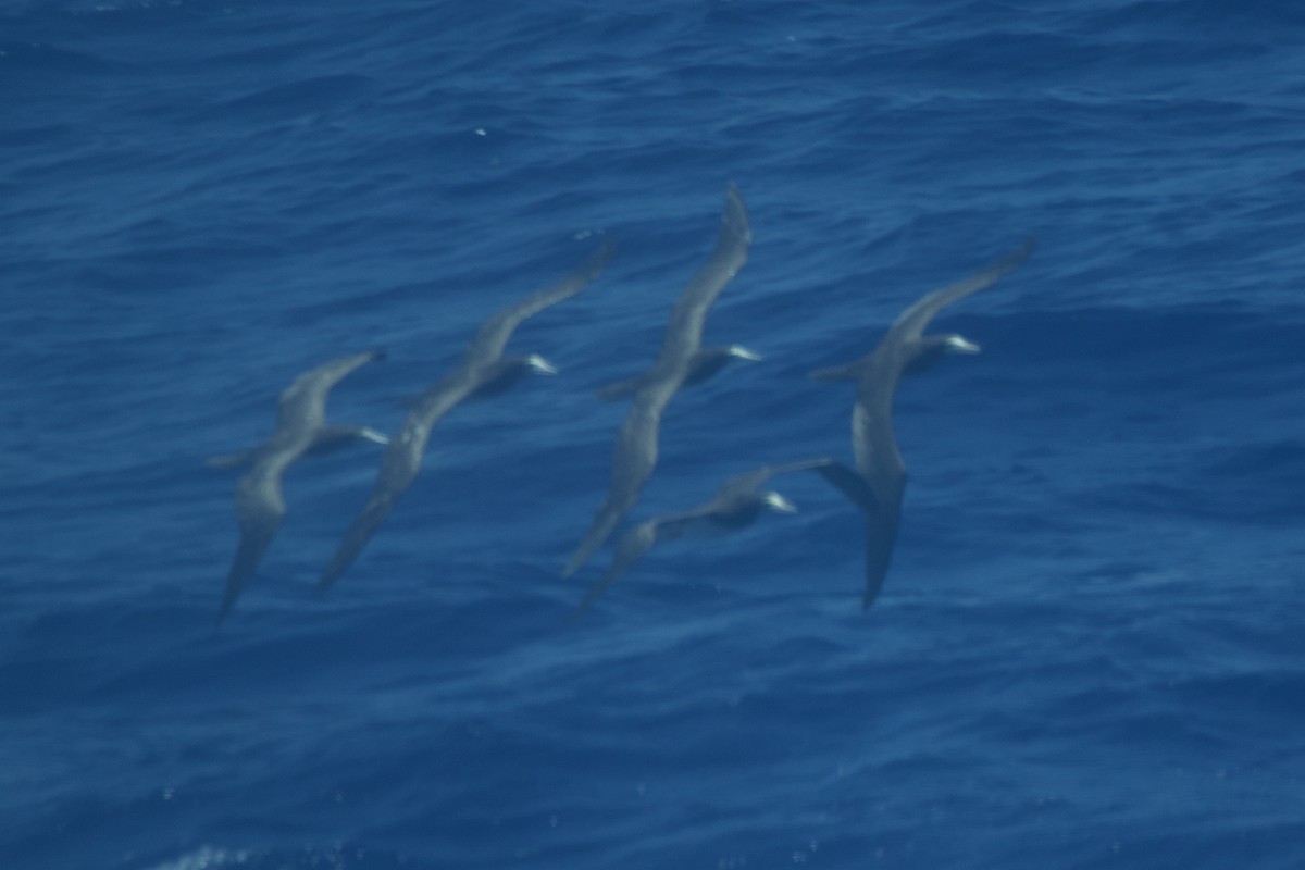 白腹鰹鳥 - ML622677702