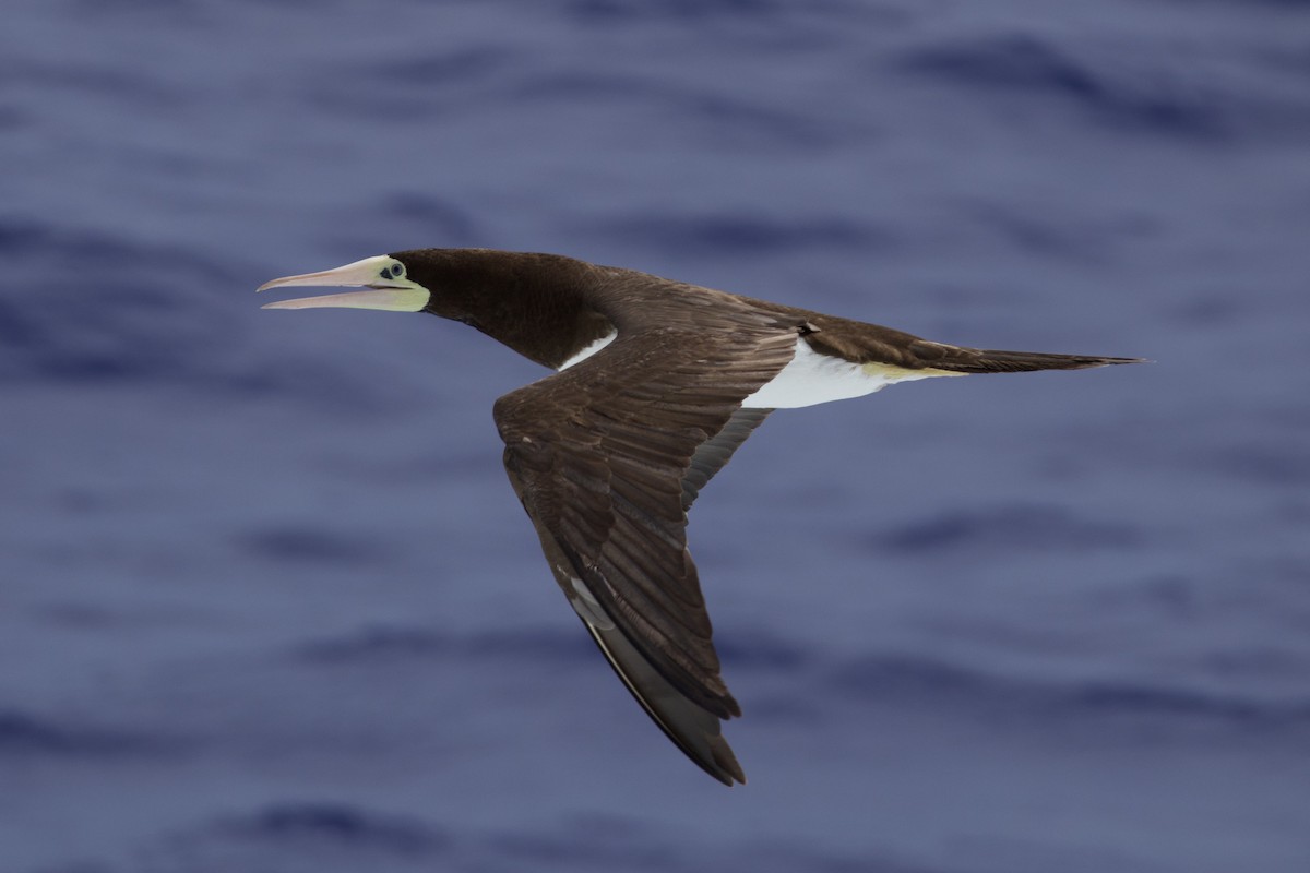 白腹鰹鳥 - ML622677703