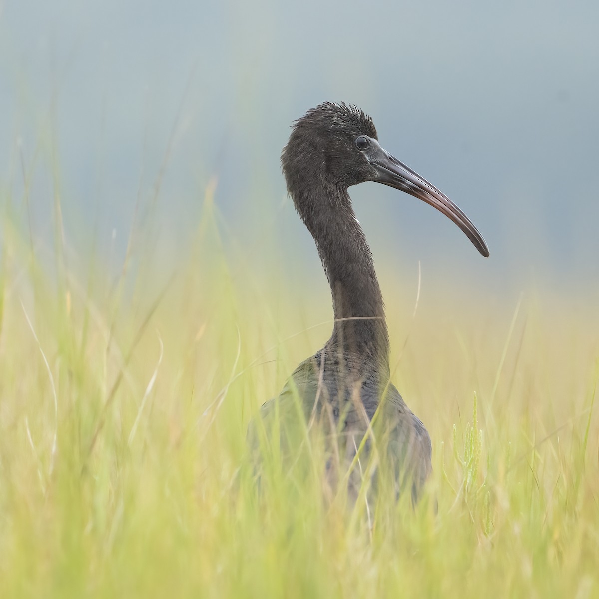 Glossy Ibis - Kara Zanni