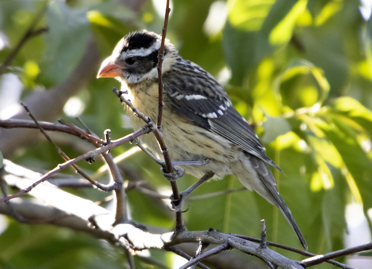 Black-headed Grosbeak - Rene Reyes