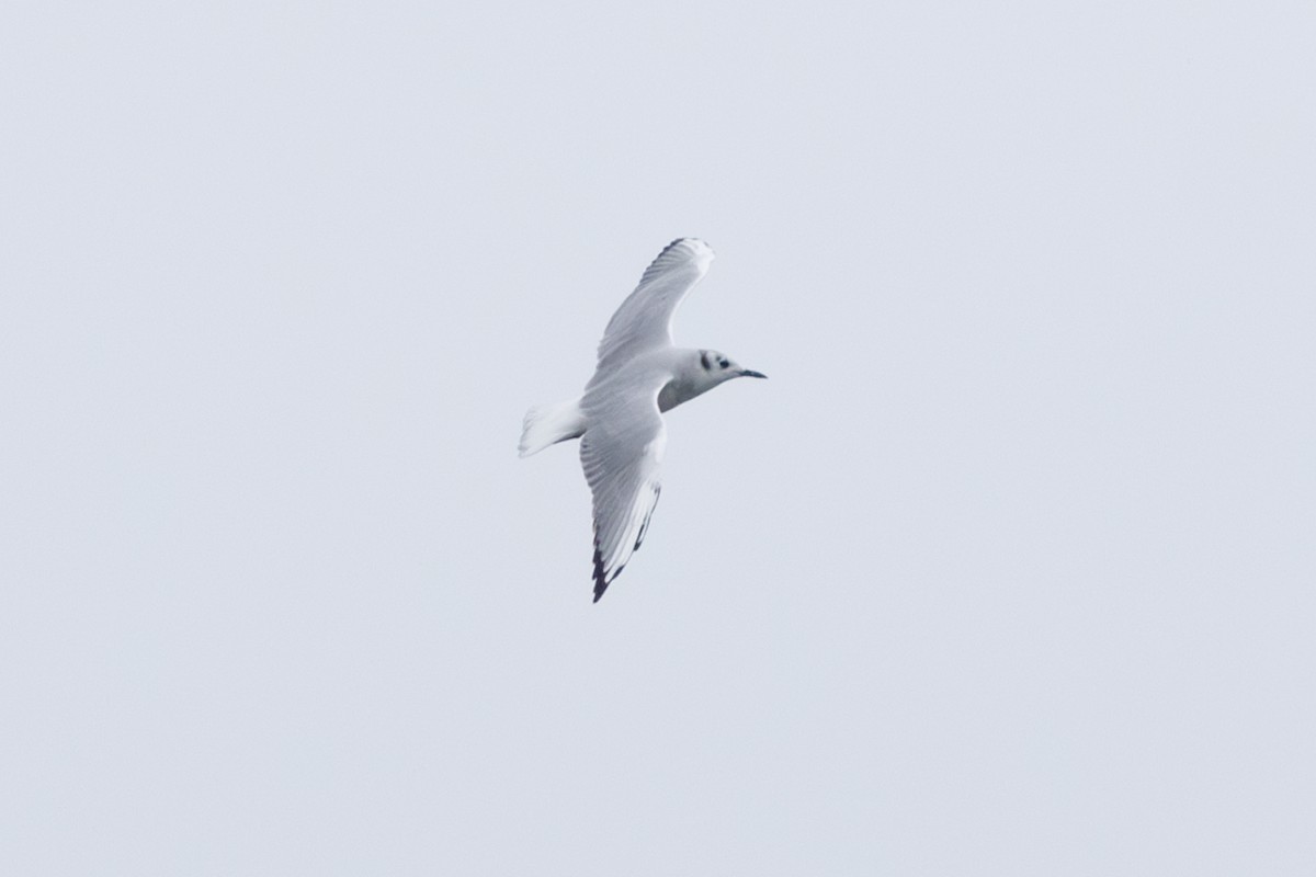 Bonaparte's Gull - ML622677765