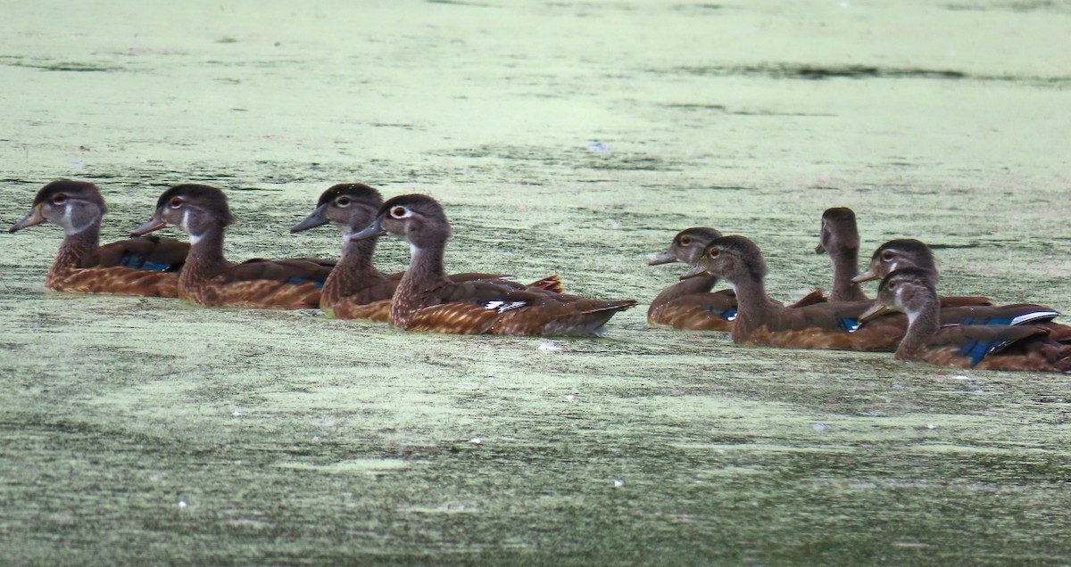 Wood Duck - ML622677803