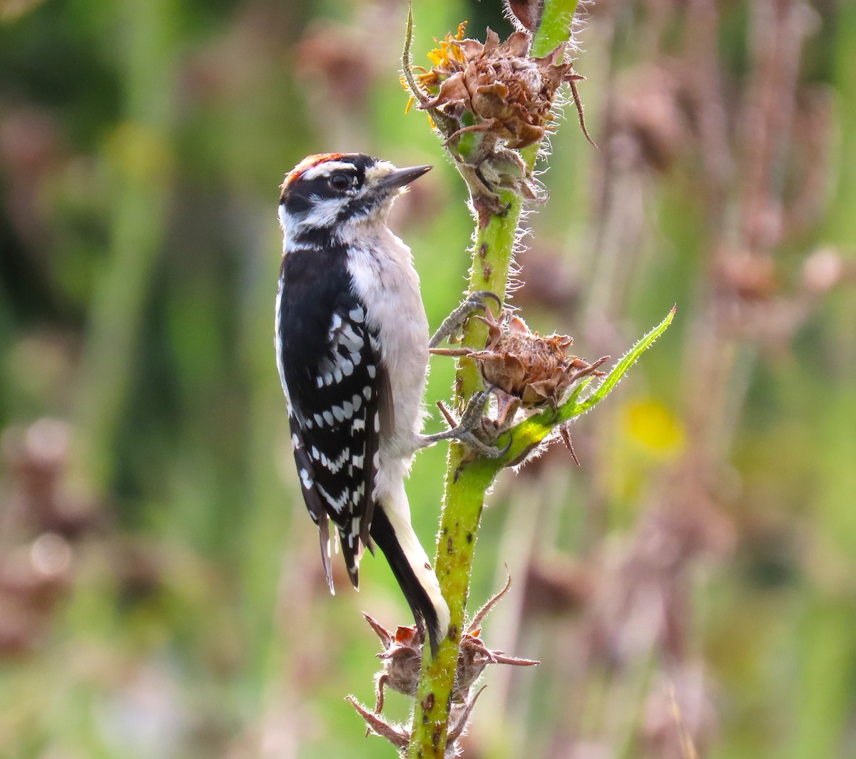 Downy Woodpecker - ML622677818