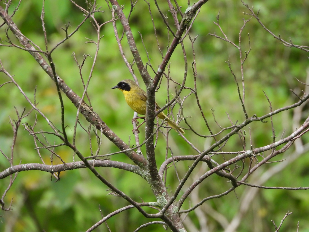 Hooded Yellowthroat - Osvaldo Balderas San Miguel