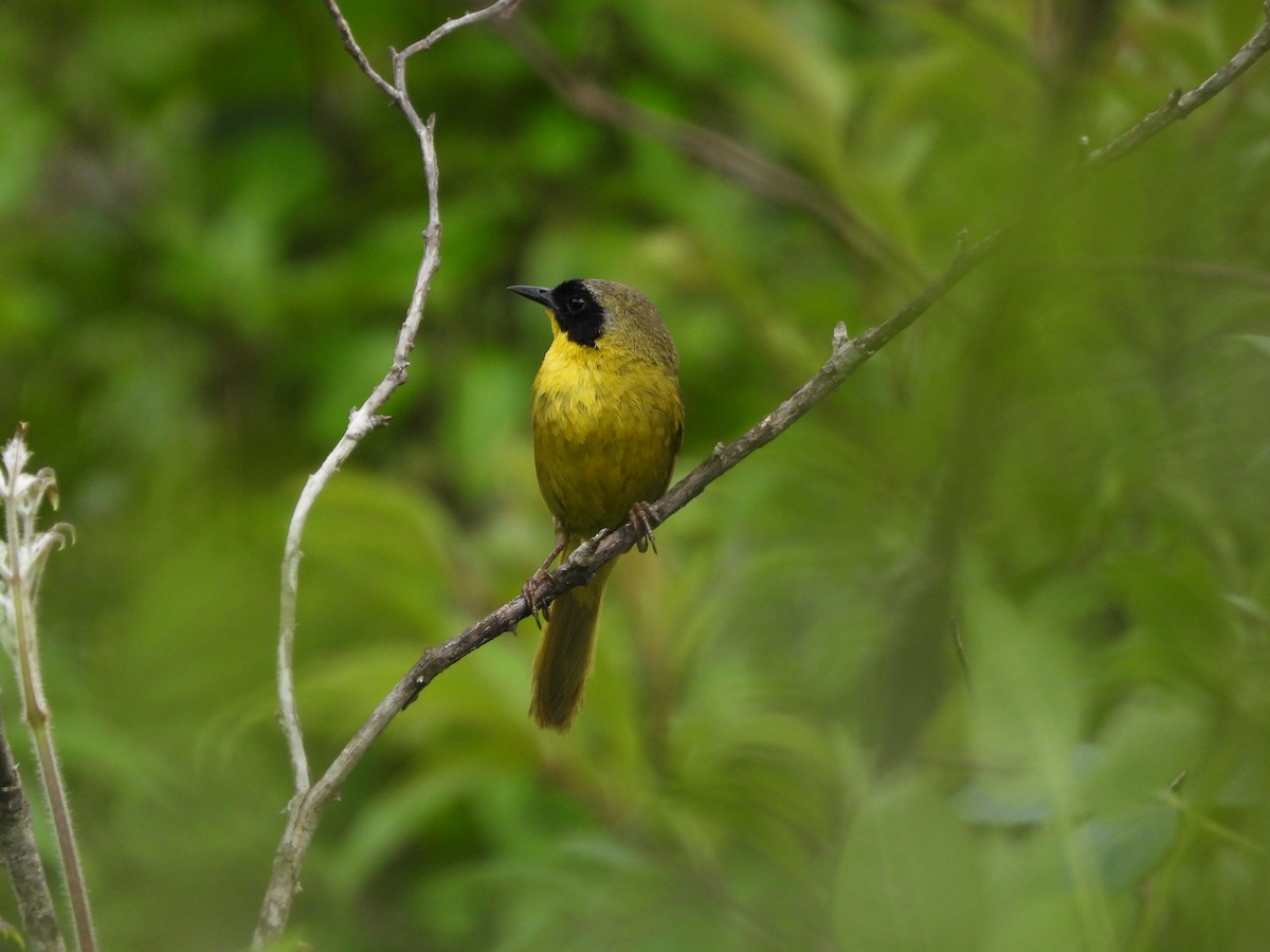 Hooded Yellowthroat - ML622677839