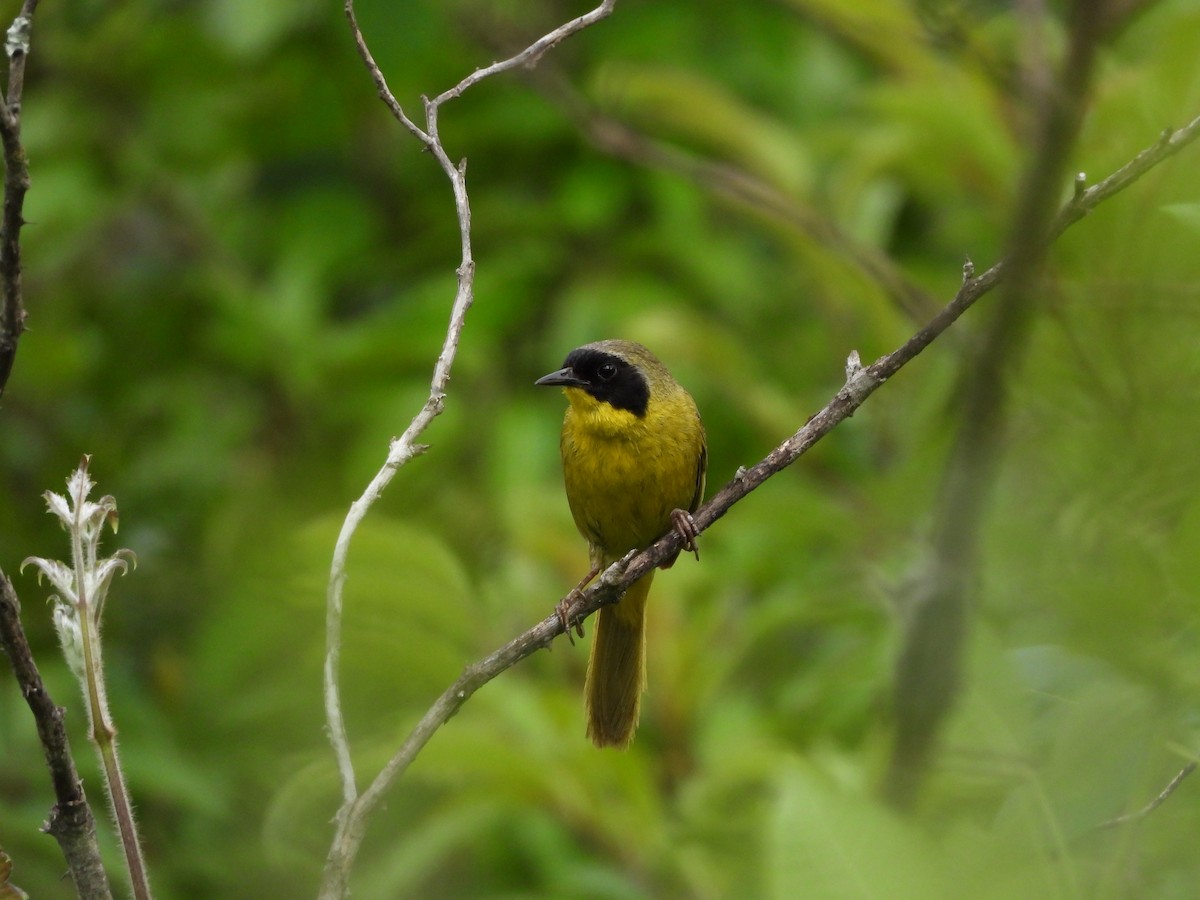 Hooded Yellowthroat - ML622677840