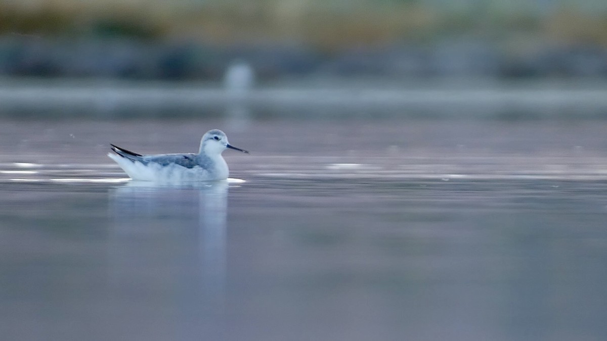 hvithalesvømmesnipe - ML622677881