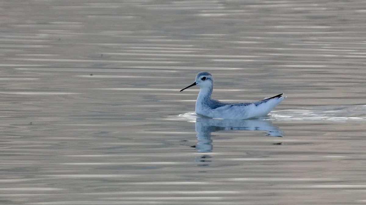 hvithalesvømmesnipe - ML622677882