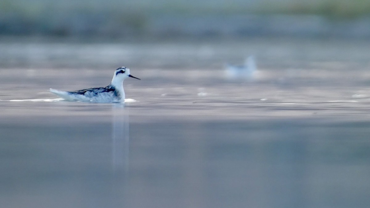 Phalarope à bec étroit - ML622677886