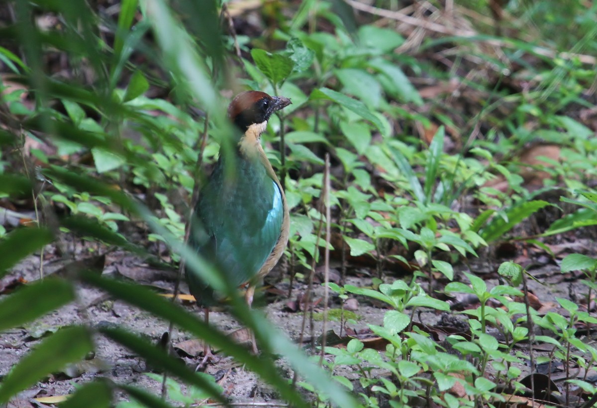 Noisy Pitta - ML622677896