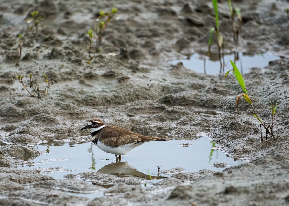 Killdeer - ML622677938