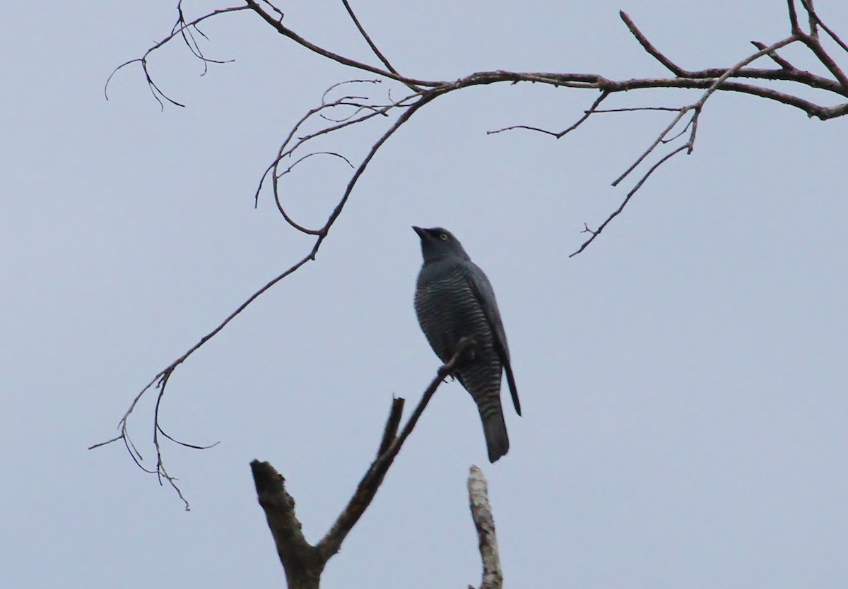 Barred Cuckooshrike - ML622677939