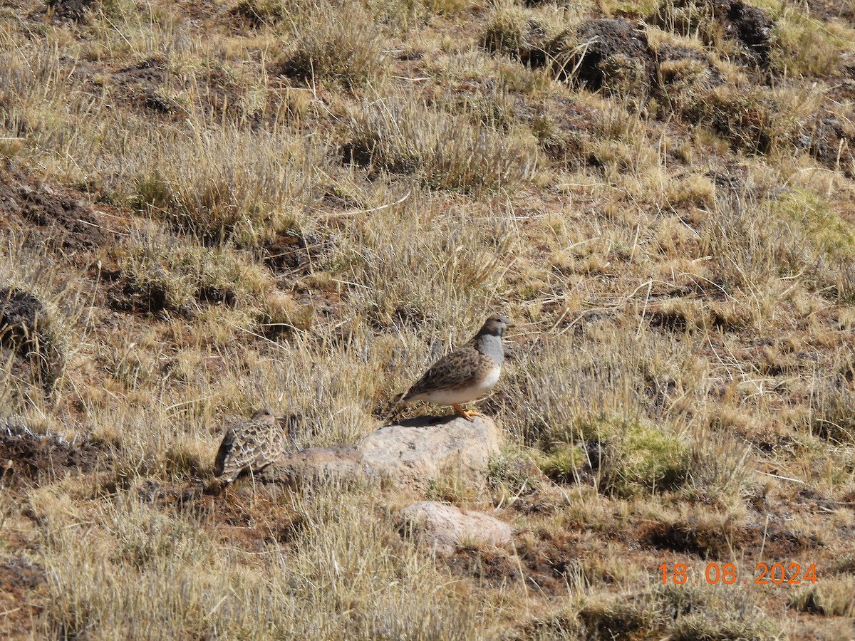 Gray-breasted Seedsnipe - ML622677963