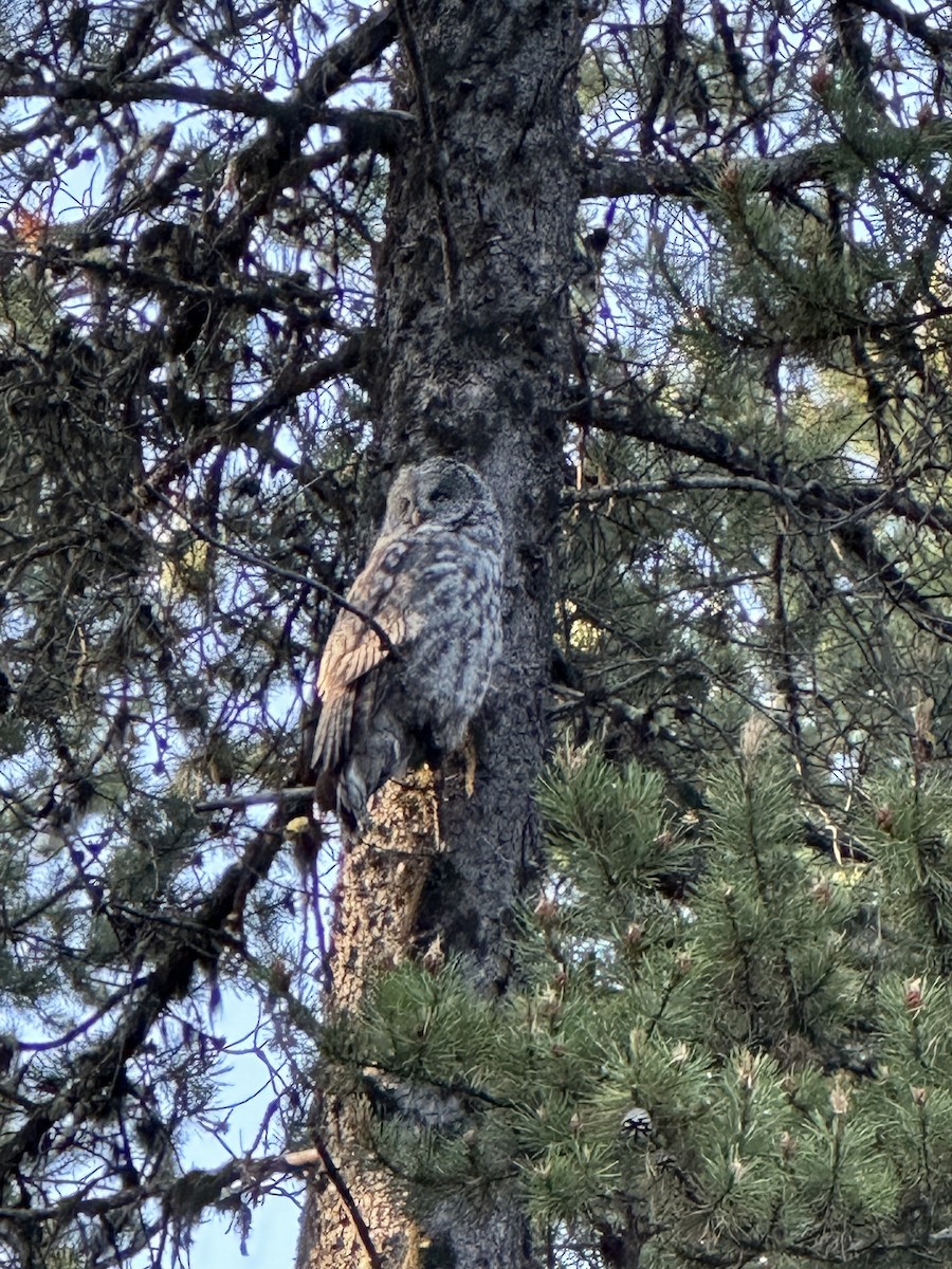 Great Gray Owl - LF Melliny