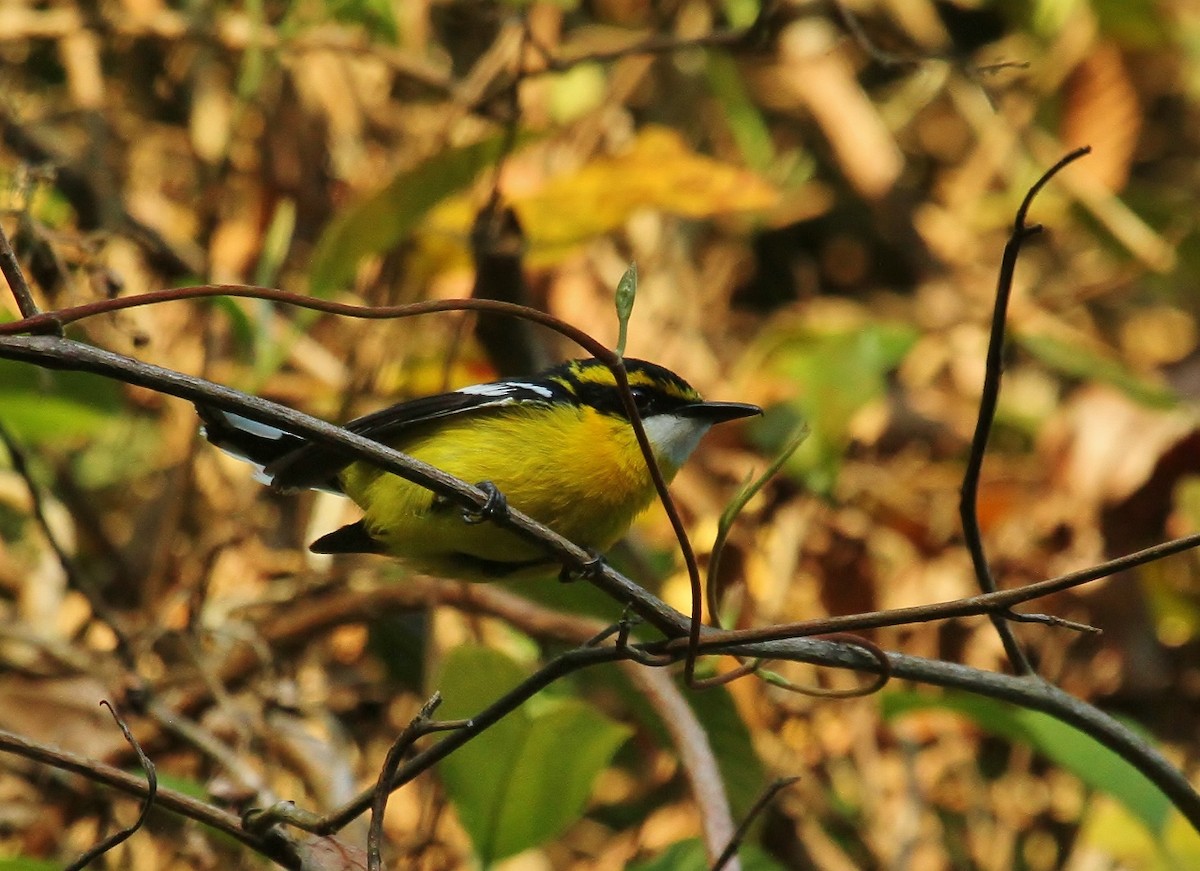 Yellow-breasted Boatbill - ML622677983