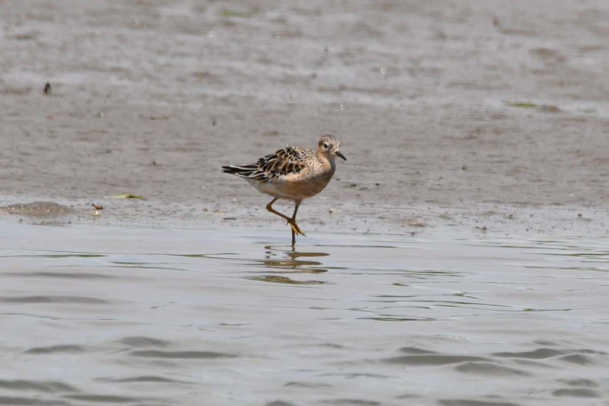 Buff-breasted Sandpiper - ML622677993