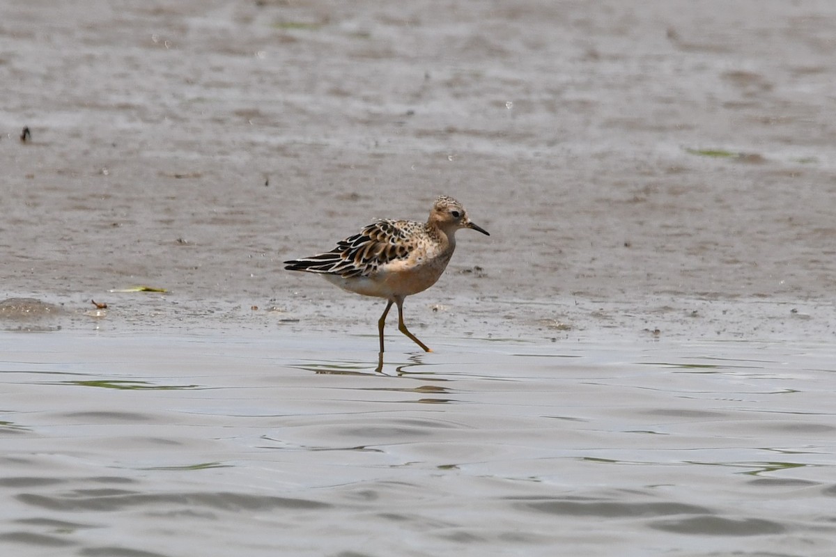 Buff-breasted Sandpiper - ML622677994
