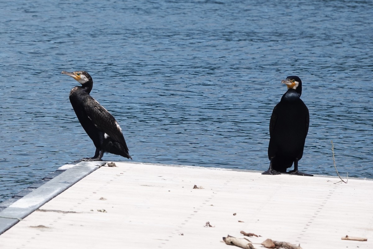 Great Cormorant - ML622678001