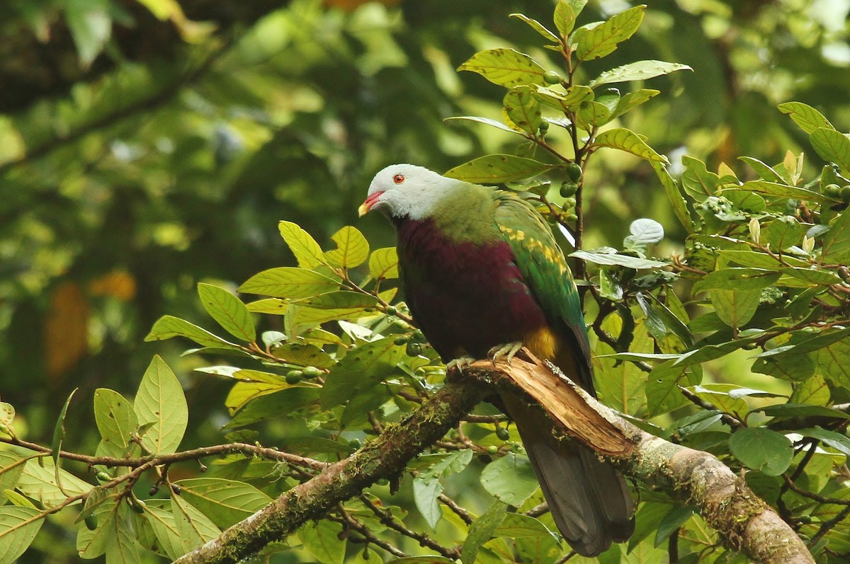 Wompoo Fruit-Dove - ML622678007