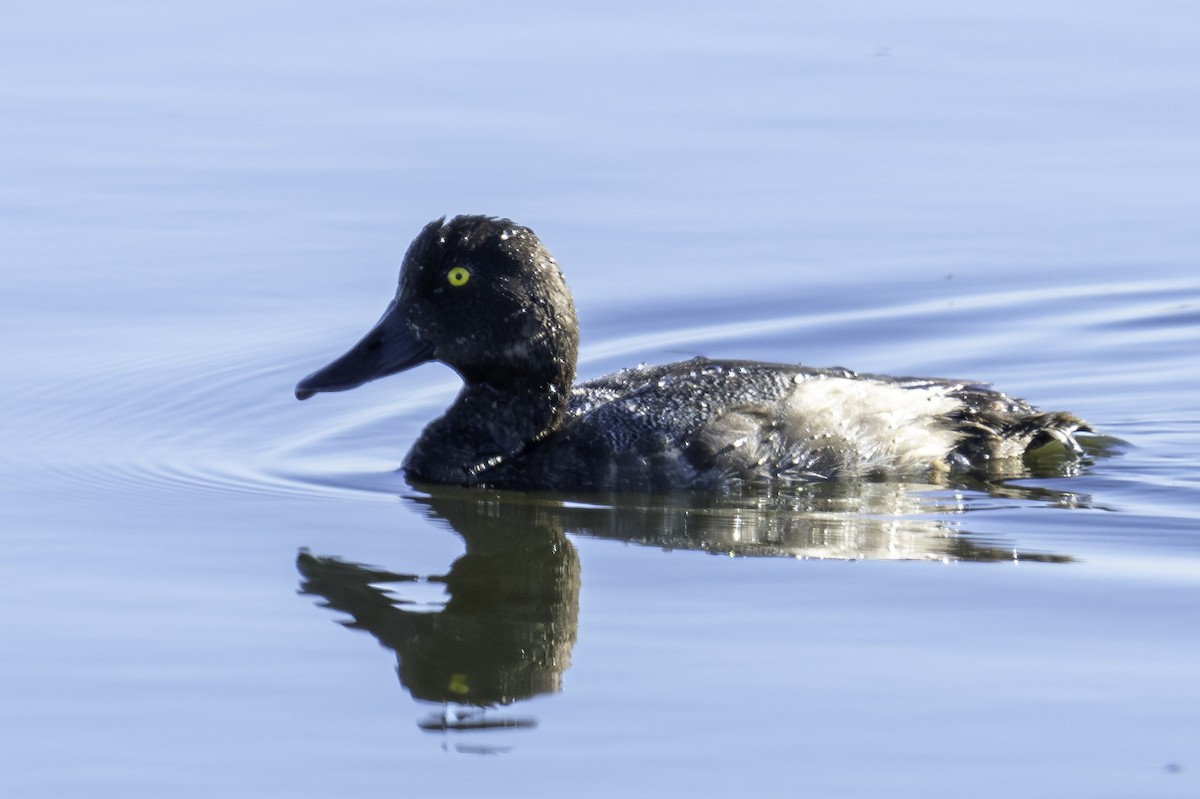 Greater Scaup - Bob Ellis