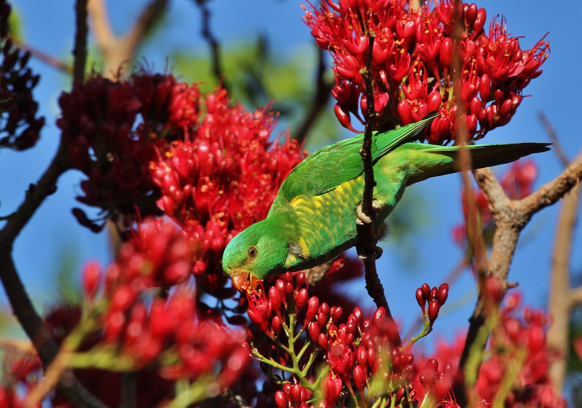 Scaly-breasted Lorikeet - ML622678030