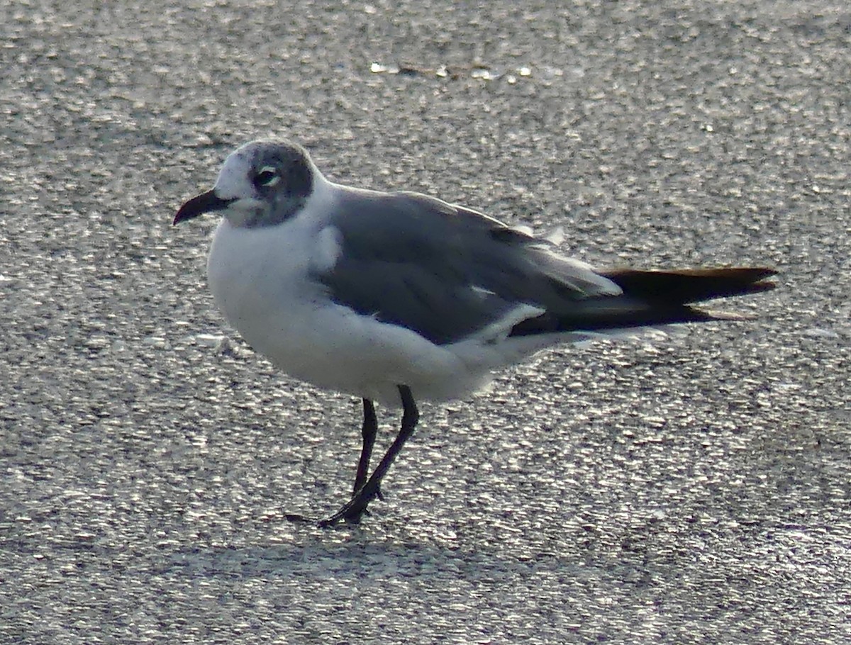 Laughing Gull - ML622678084