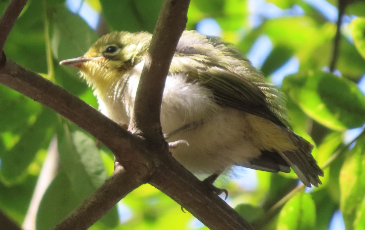 Swinhoe's White-eye - ML622678140