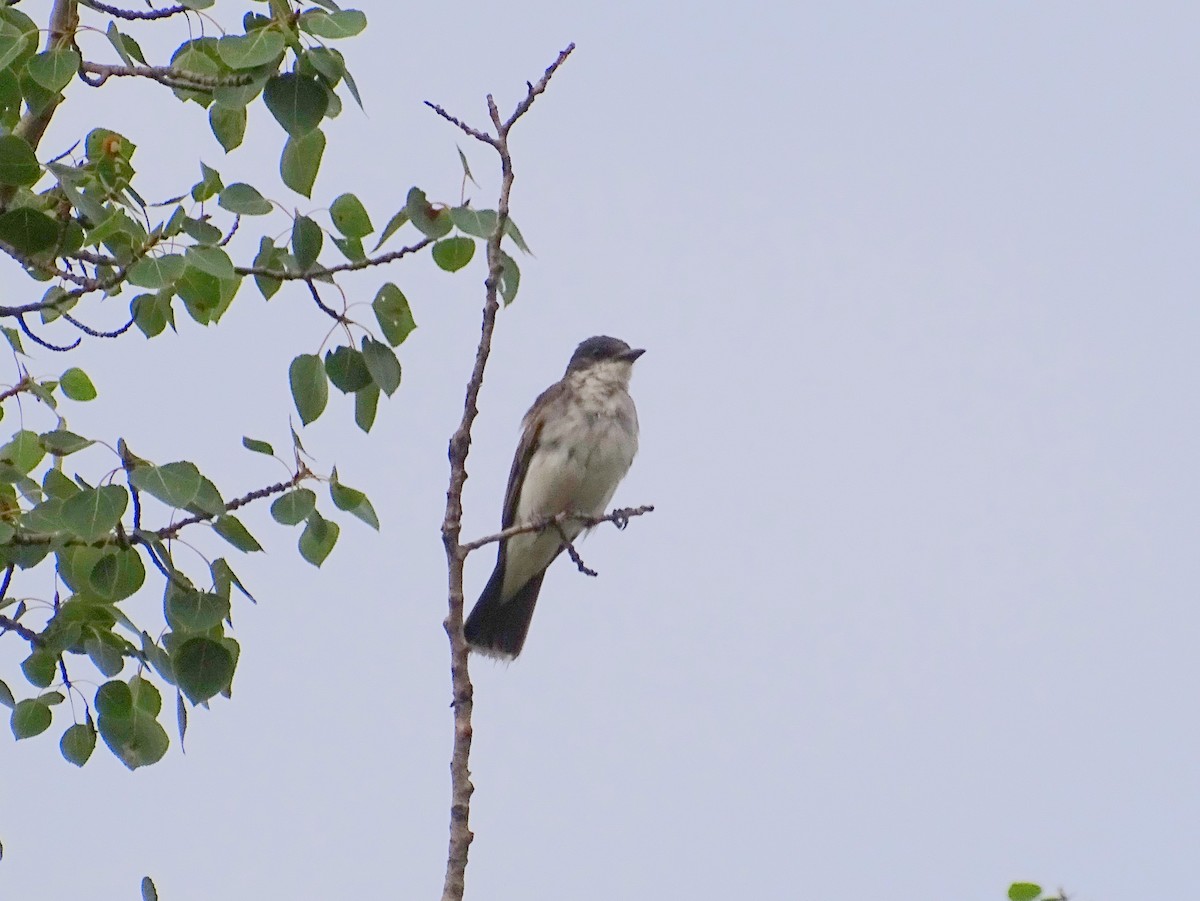 Eastern Kingbird - ML622678159